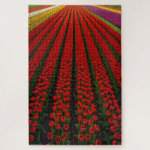 Colorful Tulip Fields Jigsaw Puzzle
